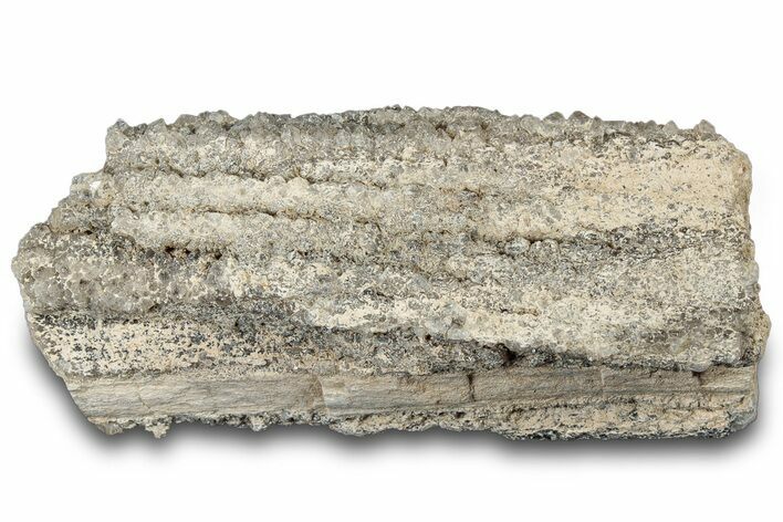 Petrified Wood Section with Sparkling Quartz - Arizona #305373